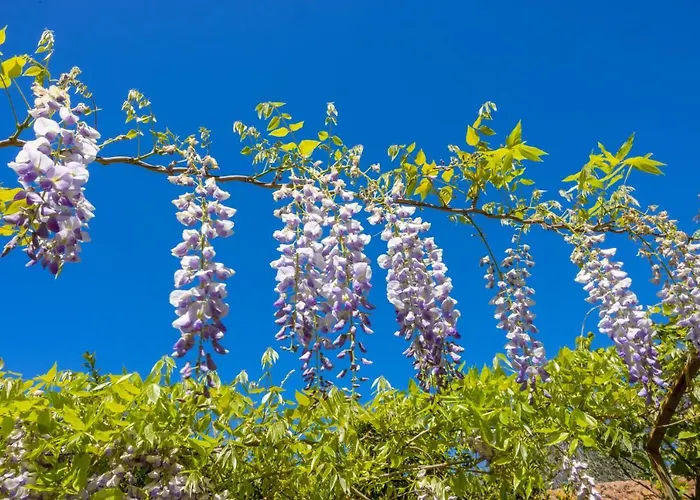 Bed & Breakfast Badia Del Casale