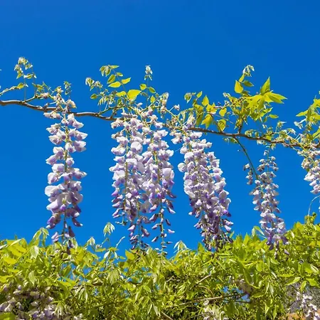 ベッド・アンド・ブレックファスト Badia Del Casale